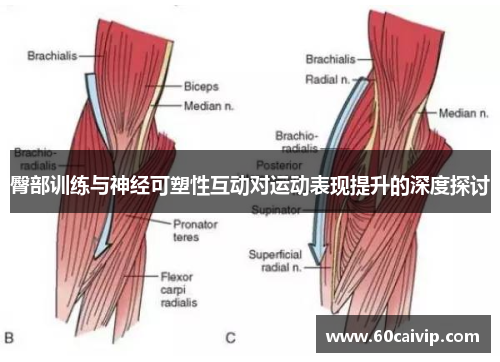 臀部训练与神经可塑性互动对运动表现提升的深度探讨